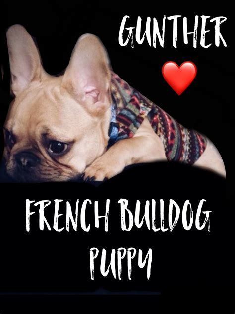 Recycled love dog rescue would like to thank our sponsorship with us storage centers. Gunther, the French Bulldog Puppy | French bulldog puppy ...