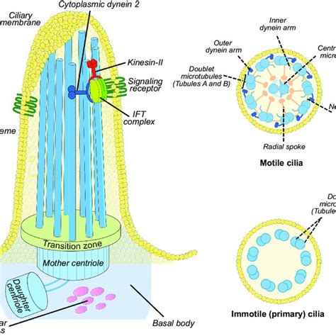 Cilia Structure Left The Ciliary Axoneme Is Composed By Nine