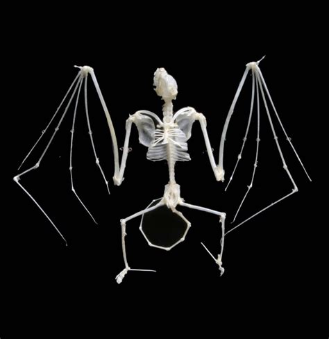 Articulated Bat Skeleton Paxton Gate