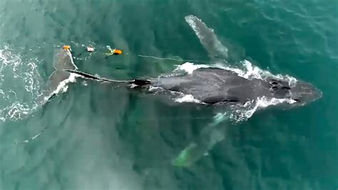Whale Freed From 4 000 Pounds Of Fishing Gear Off N J Coast YouTube