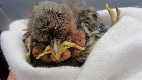 Baby Bird Infested With Botfly Larvae X Post Rwtf Rnatureismetal