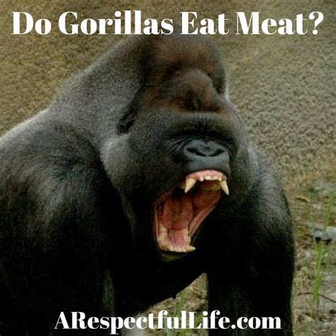 Do Gorillas Eat Meat Respectful Living