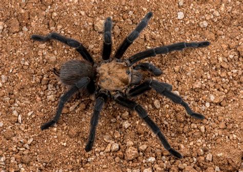 A Mass Tarantula Migration May Sound Scary But These Spiders Are Just Looking For Love