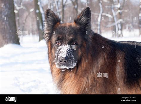 German Shepherd Dog Forest Hi Res Stock Photography And Images Alamy