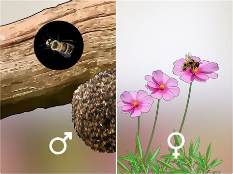How To Identify Honey Bees 8 Steps With Pictures Wikihow