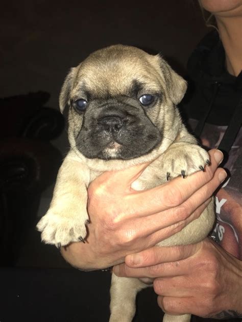 We have french bulldog puppies for sale all over new jersey and the surrounding areas within our preferable pups family of breeders. French Bulldog Puppies For Sale | New Jersey 17, NJ #291497