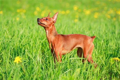 12 Of The Worlds Smallest Dog Breeds