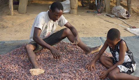 Child Labour In Cocoa Ici Cocoa Initiative