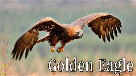 The Golden Eagle Master Of The Sky Characteristics And Facts