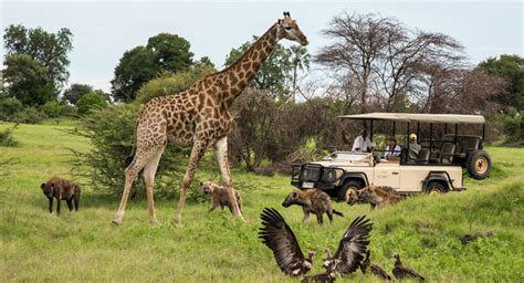 Top 10 Africa Safari Tours