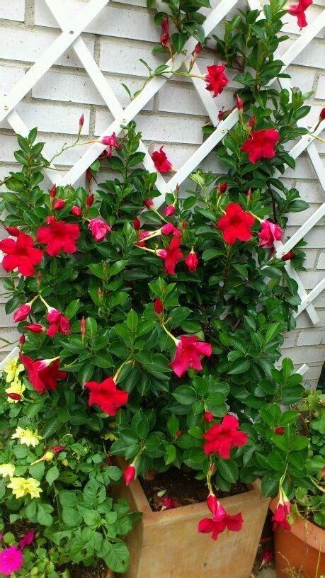 Dipladenia Heat Tolerant And Water Efficient Tropical In