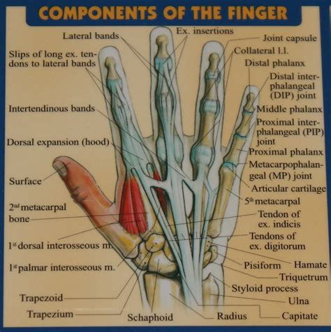 Tendon Diagram Hand Tendons And Ligaments Are Bands Of Connective