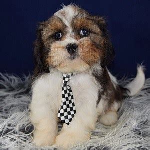 The cavalier mix can have multiple purebred or mixed breed lineage. Cavalier mix puppies for sale in PA | Ridgewood puppies
