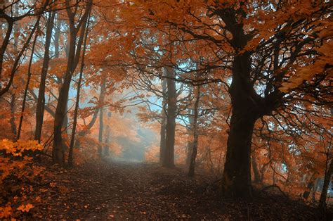 Autumn Trees Fog Road Landscape Wallpapers Hd Desktop And Mobile