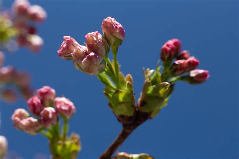 Spring Buds Brucealdridge