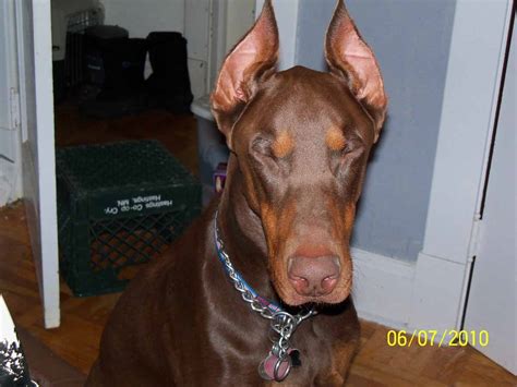 Ear Cropping Regret Doberman Forum Doberman Breed Dog Forums