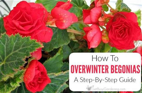 Growing begonias in pots, it was possible to prepare the potting soil or potting mix thoroughly for each plant, and to arrange the. Overwintering Begonias: How To Store Tuberous Begonias For ...