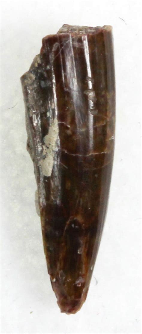 55 Eryops Tooth From Oklahoma Giant Permian Amphibian 33536 For