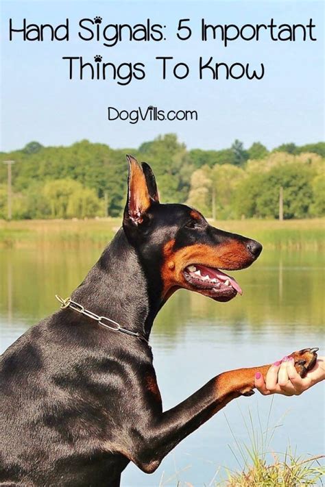 Want To Teach Your Dog Hand Signals You Must Follow These Important