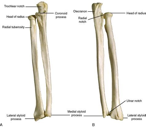 Bones And Articulations Radius And Ulna Diagram Quizlet