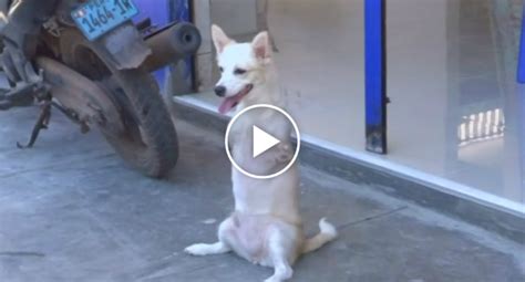 Dog With No Front Legs Gets Around By Walking Like A Human