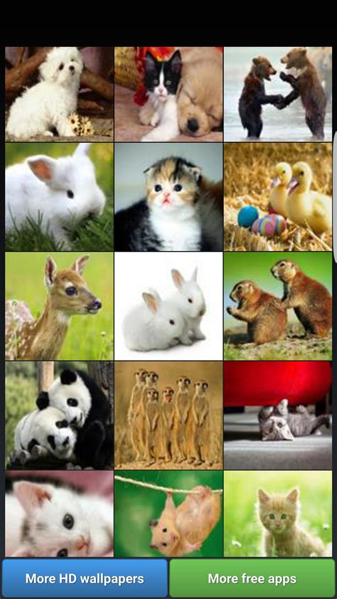 Cute Animal Collage Wallpapers Top Free Cute Animal Collage