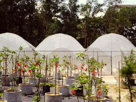 nia golden figs project keperluan menggunakan sistem rumah pelindung hujan