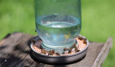 The 10 Best Bee Feeders Of 2024 Reviews And Buyers Guide Swf Bees