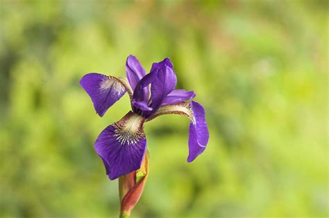 Iris Description Species And Facts Britannica