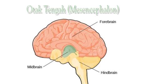 Bagian Otak Dan Fungsinya