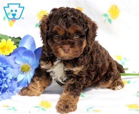 The havanese poodle is an adorable mixed breed, also known as the havadoodle or poovanese. Beagle Puppies For Sale Adopt Your Puppy Today | Dog ...