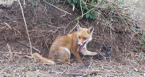 Pest Animal Management European Red Fox