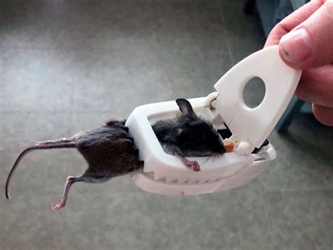 Can Dogs Get Sick From Killing Mice