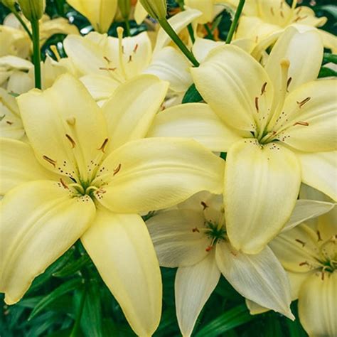 Lily Easy Vanilla Has Creamy Yellow Flowers Huge Flower Size
