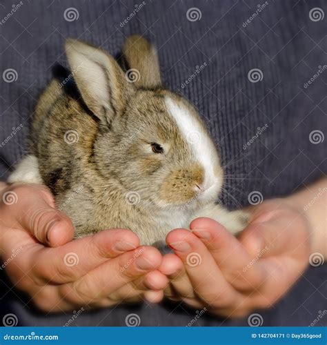 Little Rabbit In The Hands Girl Holding A Rabbit In Her Arms Stock