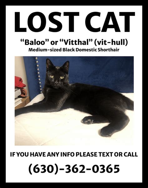 Lost Black Cat Last Seen Near Intersection Of 248th And 111th And Possible Sighting In White