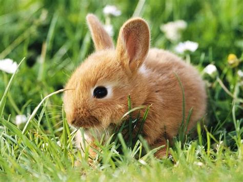 Gambar gambar binatang kartun hd download now gambar lucu binatang k. Open Minda: Gambar Arnab Comel Yang Sangat Lucu Dan Cute!