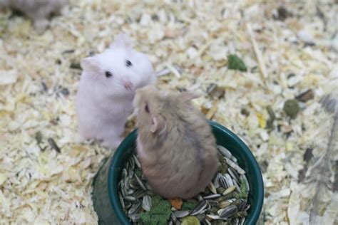 How To Determine The Sex Of A Dwarf Hamster 9 Steps Wikihow