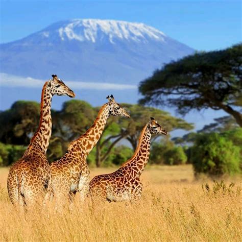 Amboseli National Park 1 Day Trip Tour Packages In Kenya Sojourn