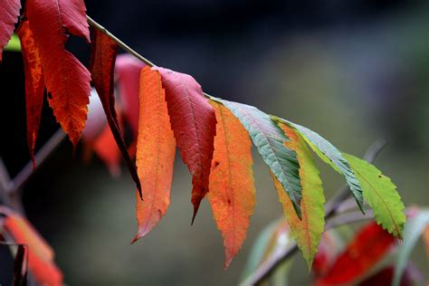 Why Do Leaves Change Color In Fall? | IFLScience