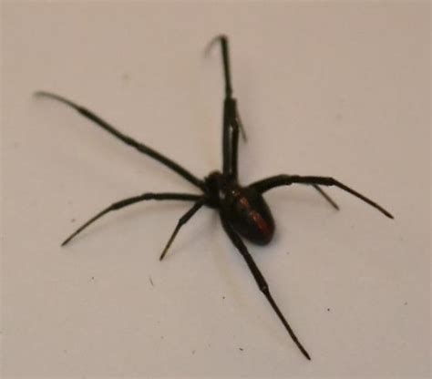 Red Striped Black Spider Latrodectus Hesperus Bugguidenet
