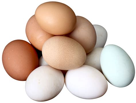 Collection Of Egg Png Pluspng