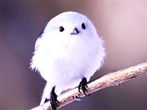 雪の妖精 シマエナガ！雪色モフモフまんまる野鳥はどこで見られるの？ 北海道そらマガジン
