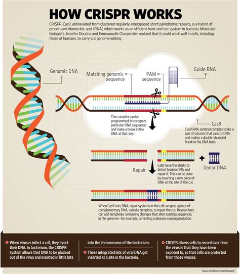 How Genes Are Edited Using Crispr Cas Livemint Teaching Biology