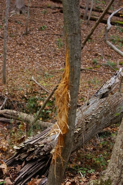 Targeting Buck Rubs And Scrapes Can Be Productive For Deer Hunters
