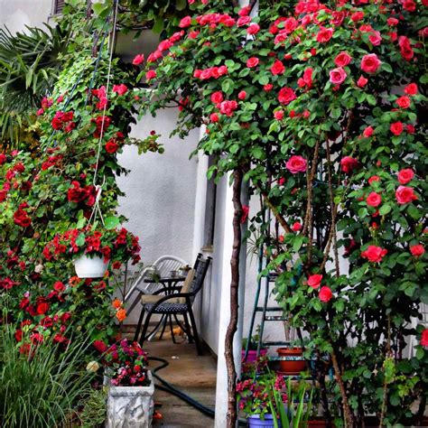 Garden In A Small Shaded Courtyard 5 Plant Landscaping Tips