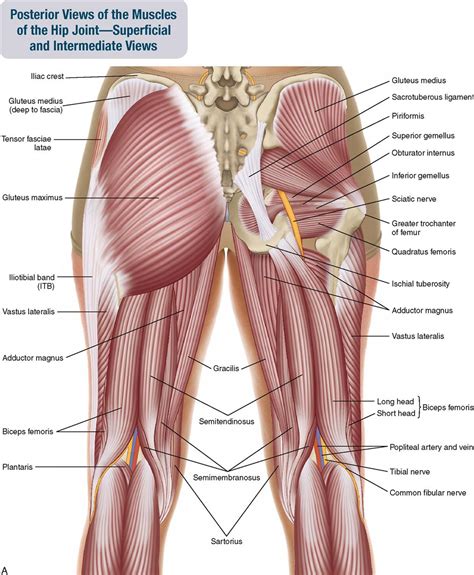From your crotch to your neck area is considered your torso. 10. Muscles of the Pelvis and Thigh | Musculoskeletal Key