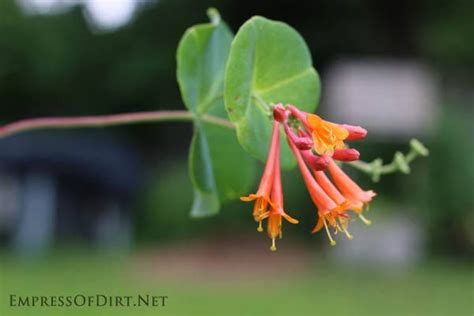 How To Grow Honeysuckle From Cuttings Propagation Tips Empress Of