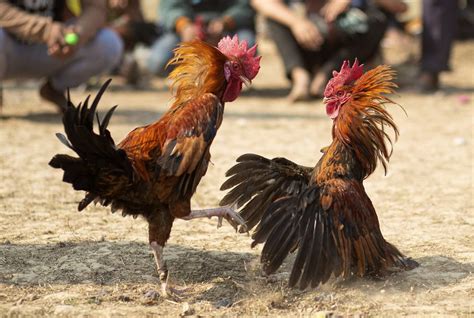 Razor Wielding Rooster Kills Indian Man After Attacking Him At Illegal