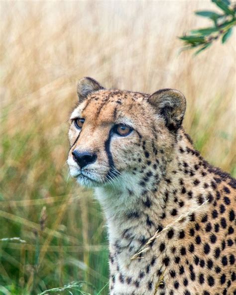 Natural Encounters Photography By Ben Williams Cheetah